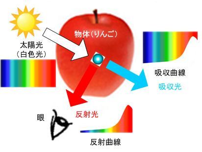 ICS_光_ｽﾍﾟｸﾄﾙ_物体色_4_new