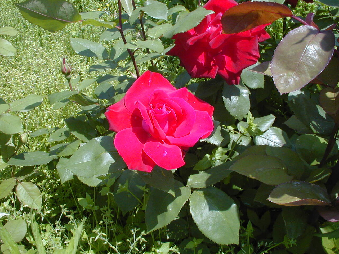 香りのバラ園 におひ薔薇計画が始まるまで バラとバイクとホンダビート 旅の追憶