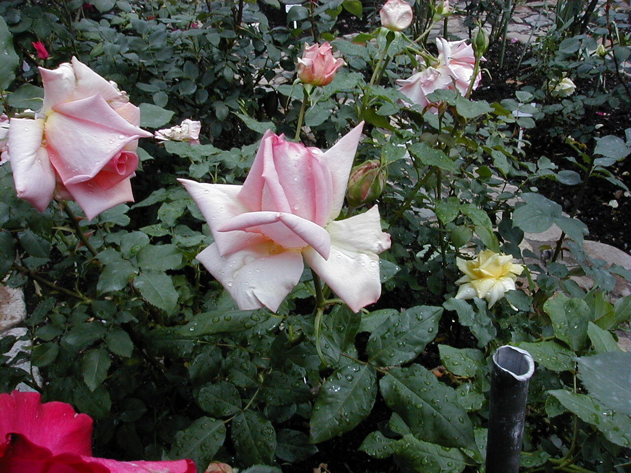 香りのバラ園 におひ薔薇計画が始まるまで バラとバイクとホンダビート 旅の追憶