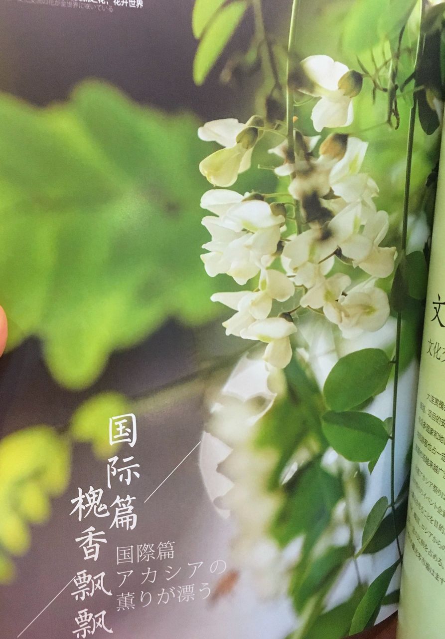 アカシアの花咲く大連 5月末 4 けいこの旅行情報 アカシアの花咲く大連 5月末 4 けいこの旅行情報
