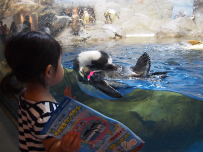 姉ちゃんは育児中-水族館011