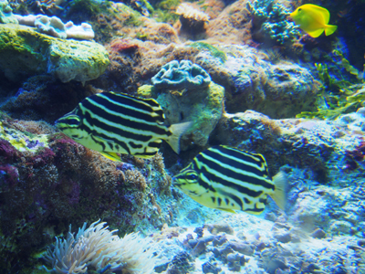 姉ちゃんは育児中-水族館07