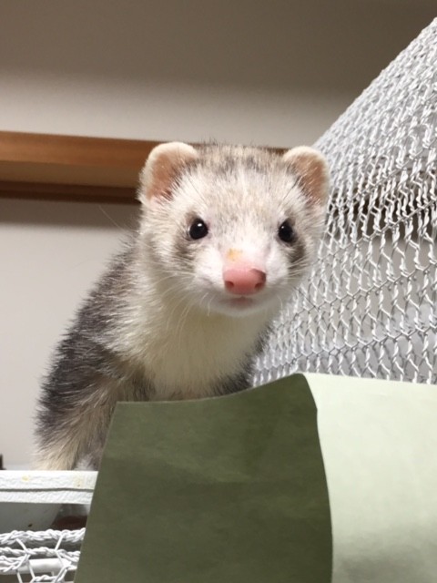 初めてフェレットと遊んだ子どもたち いっちょまえ姉妹を育てています Powered By ライブドアブログ 初めてフェレットと遊んだ子どもたち いっちょまえ姉妹を育てています Powered By ライブドアブログ