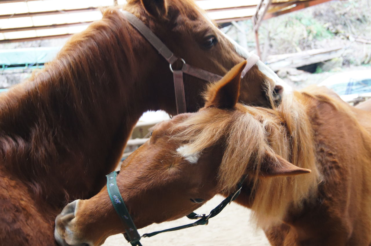 駆け足の特訓 馬カフェ マリヤの風 東京日野市で乗馬体験外乗ができる 駆け足の特訓 馬カフェ マリヤの風 東京日野市で乗馬体験外乗ができる