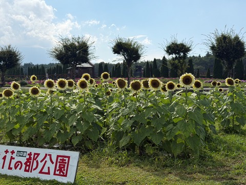 白ひまわり