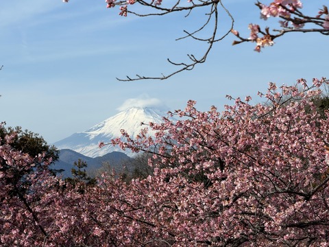 ふじさんと川津桜