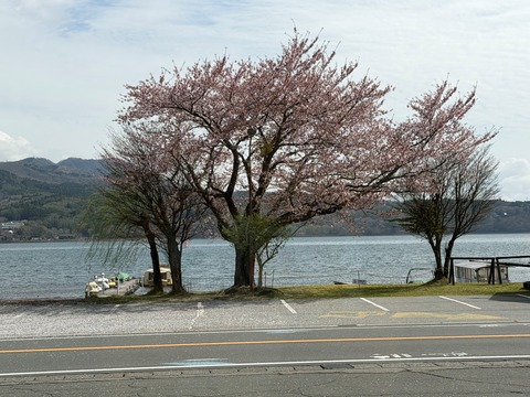山中湖のさくら
