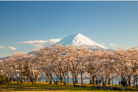 河口湖さくらまつり