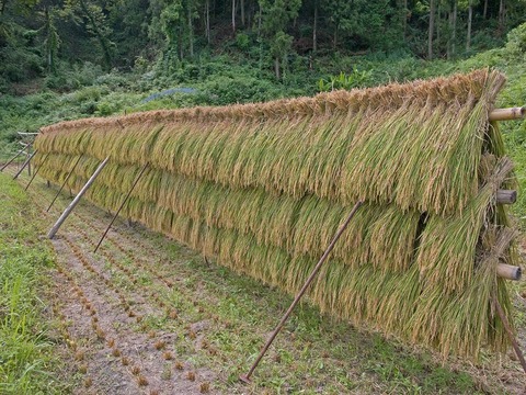 稲架（はさ）