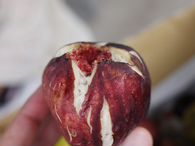 2012-09-09 13:53:17 写真1