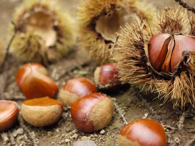 2012-09-09 13:42:27 写真1