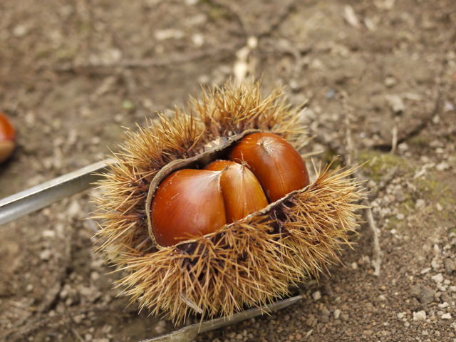 2012-09-09 14:10:30 写真1