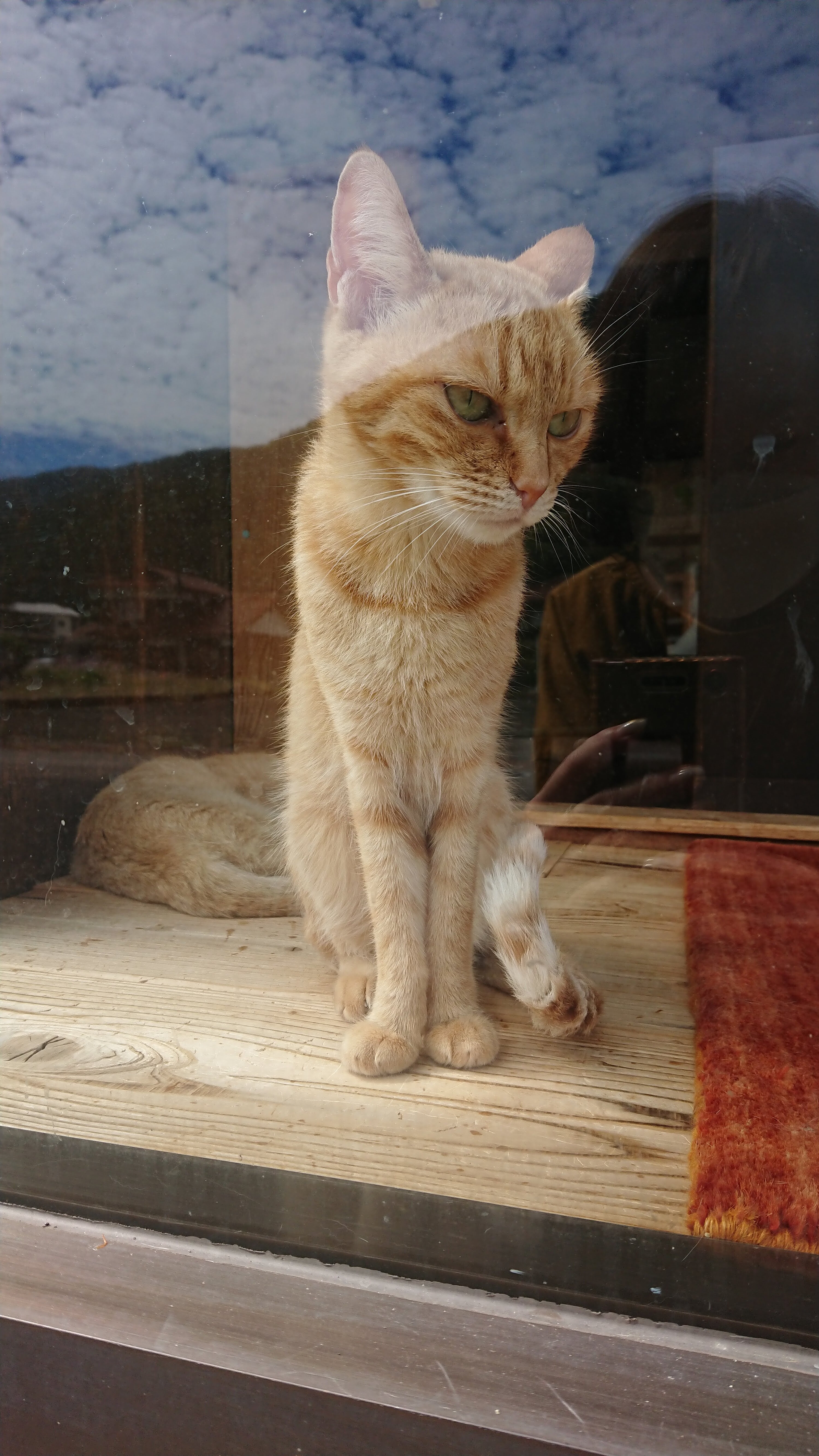 津和野 保護猫カフェ : kuu*neru*asobu