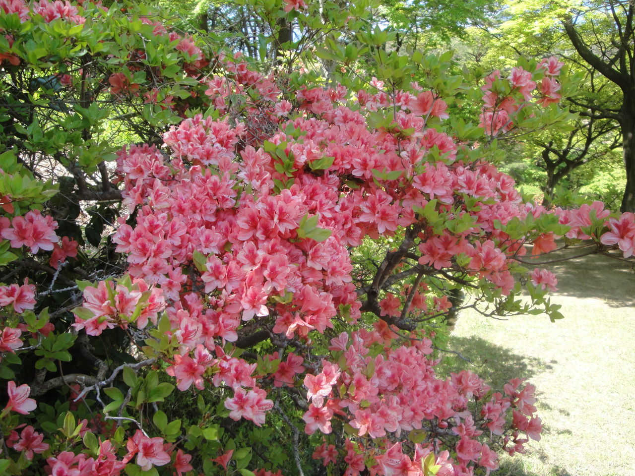 花と歴史の郷 蛇の鼻 へ行ってきました ジャスミンのハンドメイド日記 花と歴史の郷 蛇の鼻 へ行ってきました ジャスミンのハンドメイド日記
