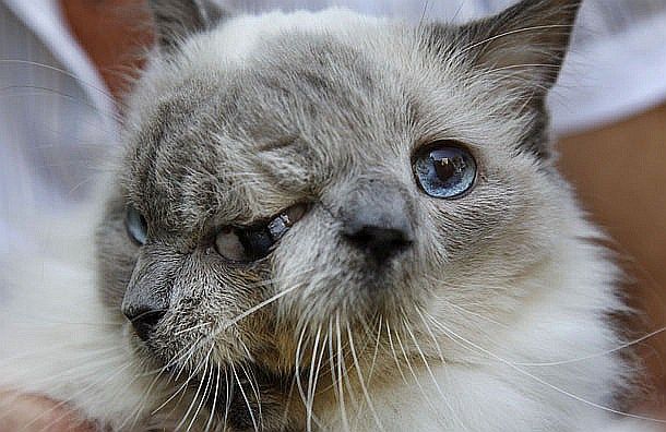 二つの顔を持つ猫 Frank Louie 天国に旅立ちました Dear Myself