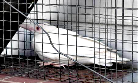 真っ白なカラス Dear Myself