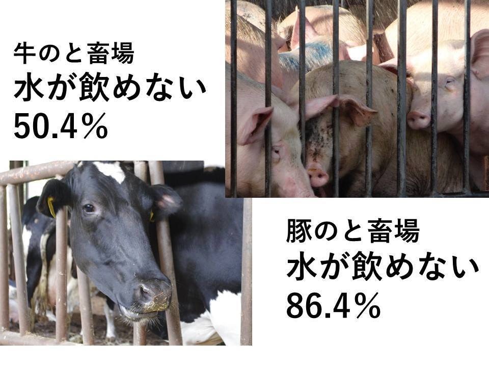 拡散希望 と畜場での残酷な行為を廃止してください Dear Myself