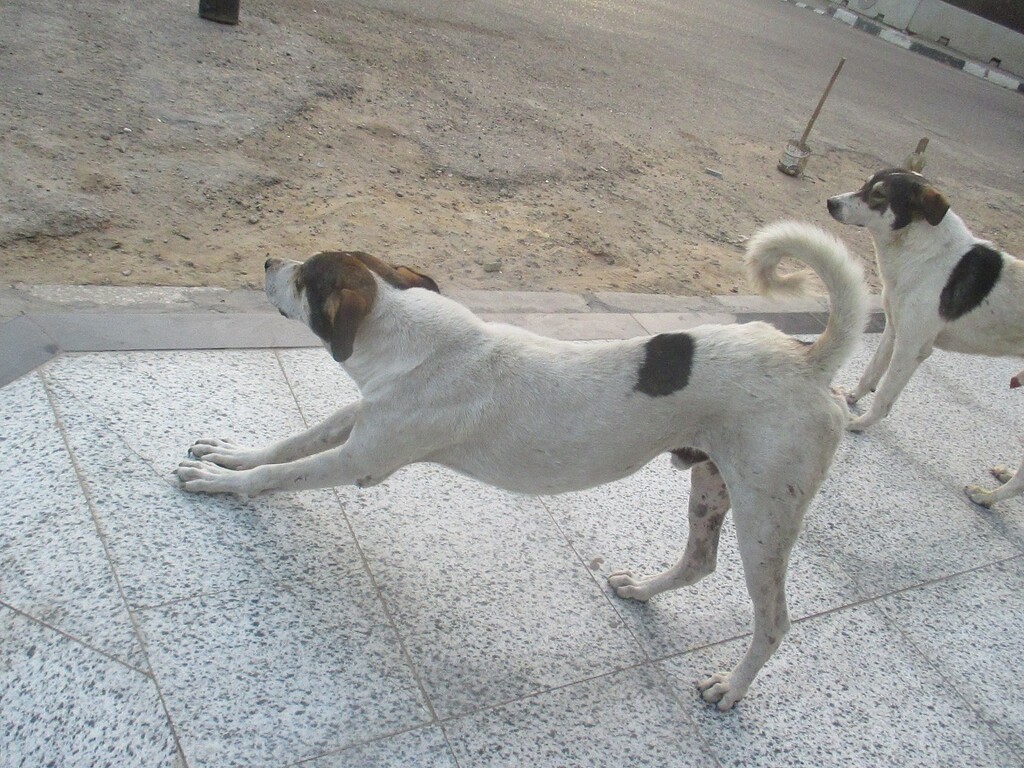 今朝のお散歩 面白いピクトグラムの警告看板 カイロ 天使たちの暮らす街 今朝のお散歩 面白いピクトグラムの警告看板 カイロ 天使たちの暮らす街