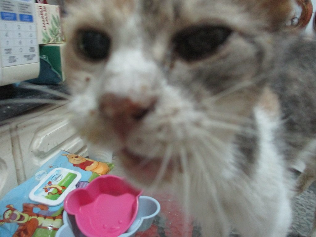 最高の動物画像 最高のにゃんこ 可愛い壁画 最高の動物画像 最高のにゃんこ 可愛い壁画