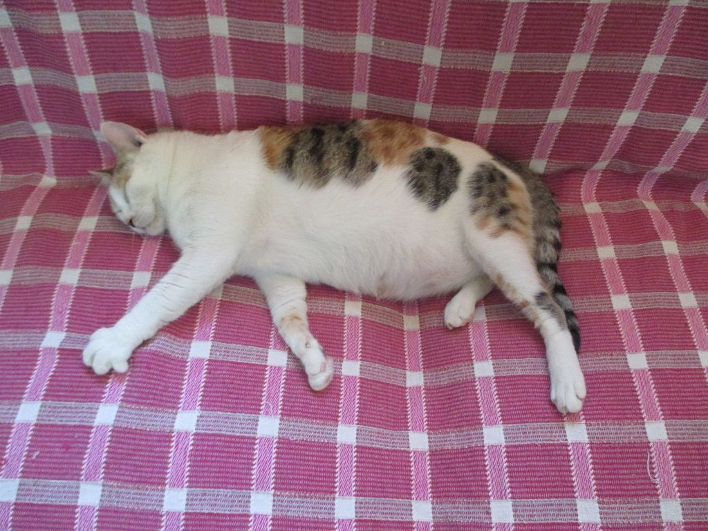 おばさんのおうちのまんぞくさん 猫村さん カイロ 天使たちの暮らす街 おばさんのおうちのまんぞくさん 猫村さん カイロ 天使たちの暮らす街