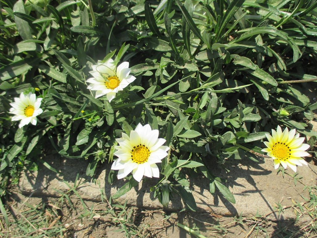 道端に咲く花 今日のわんこ カイロ 天使たちの暮らす街