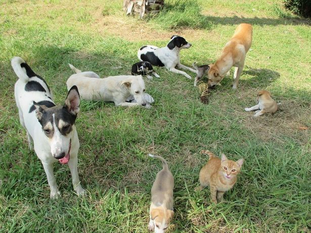 今日のにゃわんこ メディネット ハブ ラムセス3世葬祭殿その3 カイロ 天使たちの暮らす街