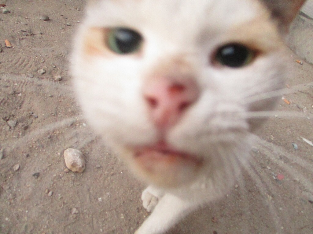 今朝の可愛いわんことにゃんこ カイロ 天使たちの暮らす街 今朝の可愛いわんことにゃんこ カイロ 天使たちの暮らす街