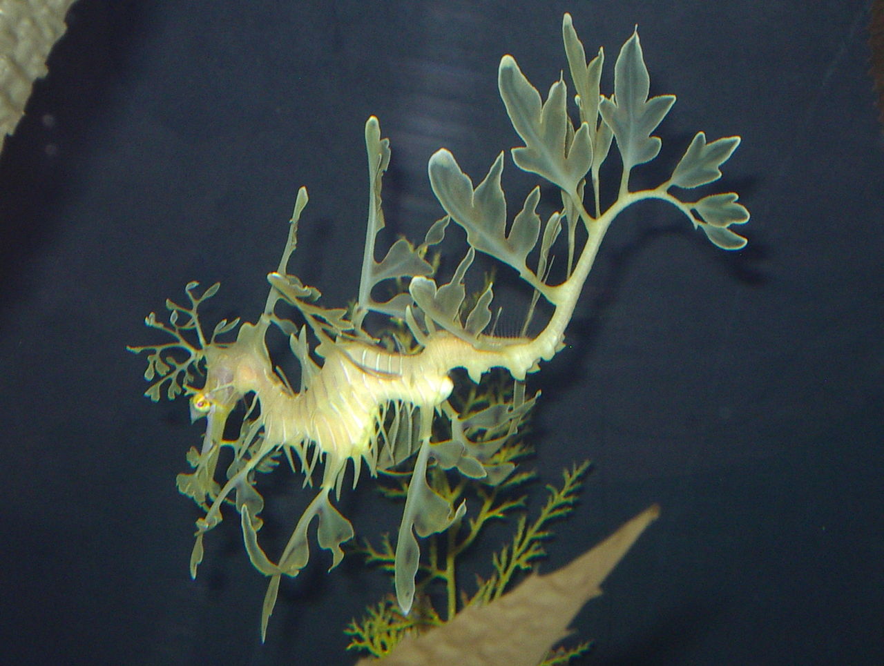 バタフライ シーエッセンスパート2コース最終日 Angepasse Blog バタフライ シーエッセンスパート2コース最終日 Angepasse Blog