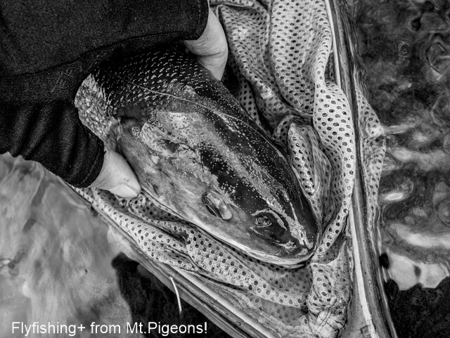 Episode 春告魚を釣りに行く Flyfishing From Mt Pigeons
