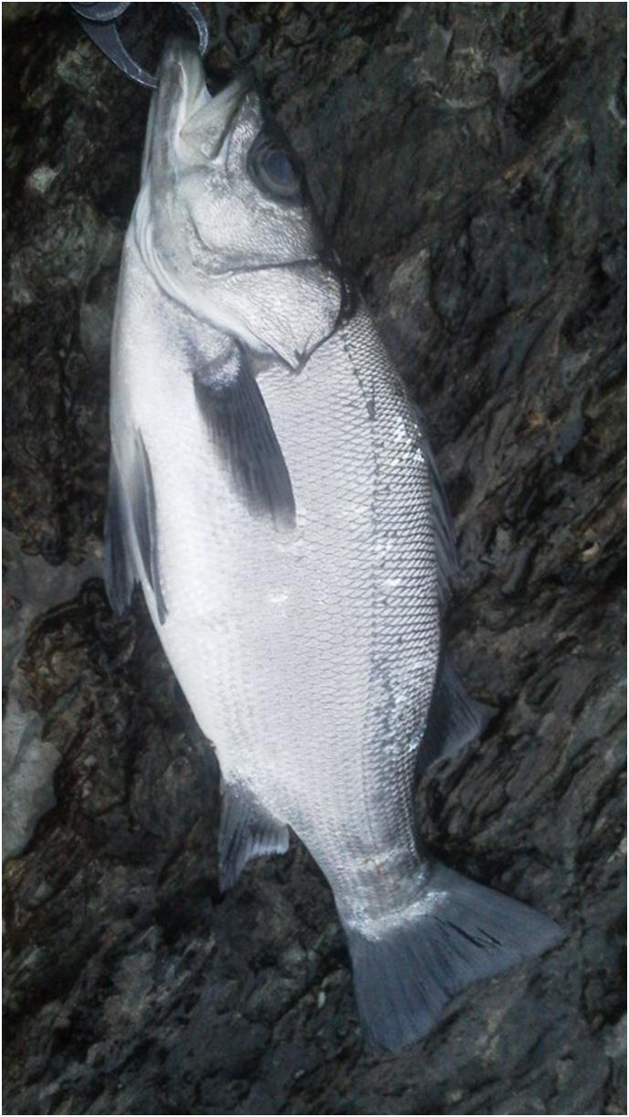 17 3 29 黒浜地磯 ヒラスズキ 合計1匹 釣り人あんてな 17 3 29 黒浜地磯 ヒラスズキ 合計1匹 釣り人あんてな