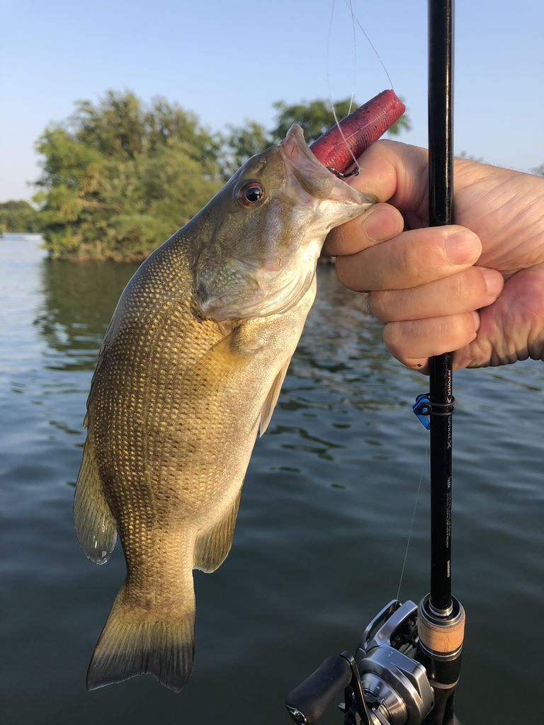ブラックバス釣り 淀川 8 4 8 5 Angler Keiのbigoneを求めて ブラックバス釣り 淀川 8 4 8 5 Angler Keiのbigoneを求めて