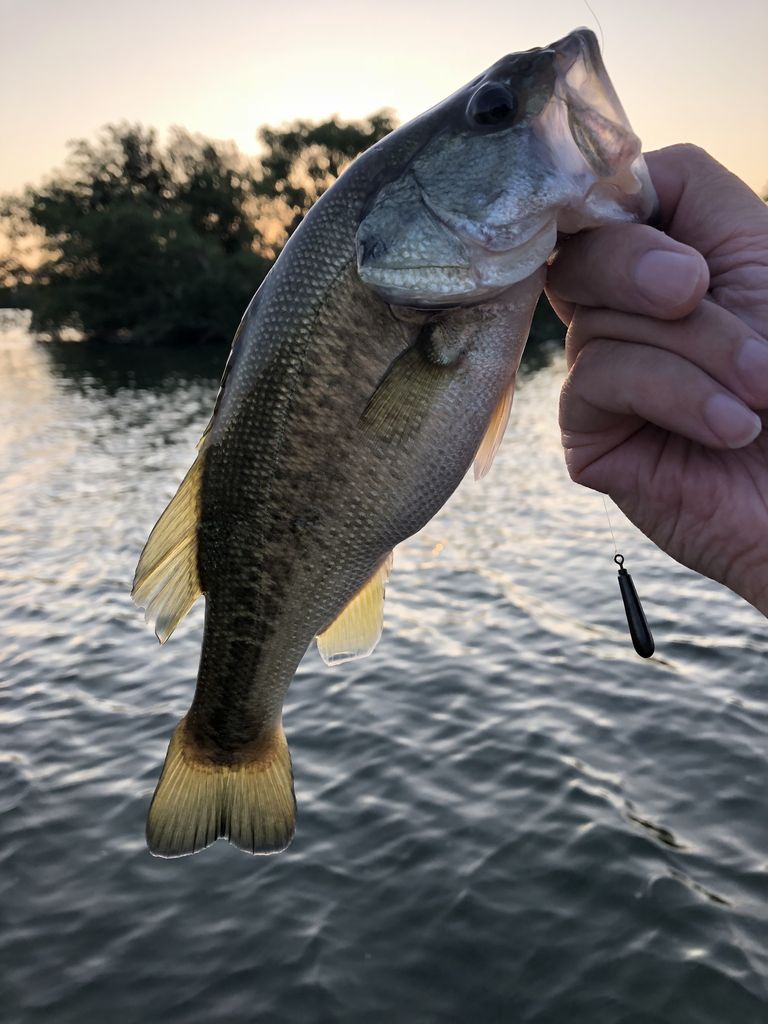 ブラックバス釣り 淀川 8 4 8 5 Angler Keiのbigoneを求めて ブラックバス釣り 淀川 8 4 8 5 Angler Keiのbigoneを求めて