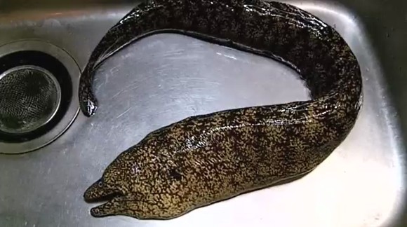 高知特産 悪食 如何物食い いやいや実はたいへん美味しいウツボを釣って食う リール自慢の健啖隊さん 海辺の狩人