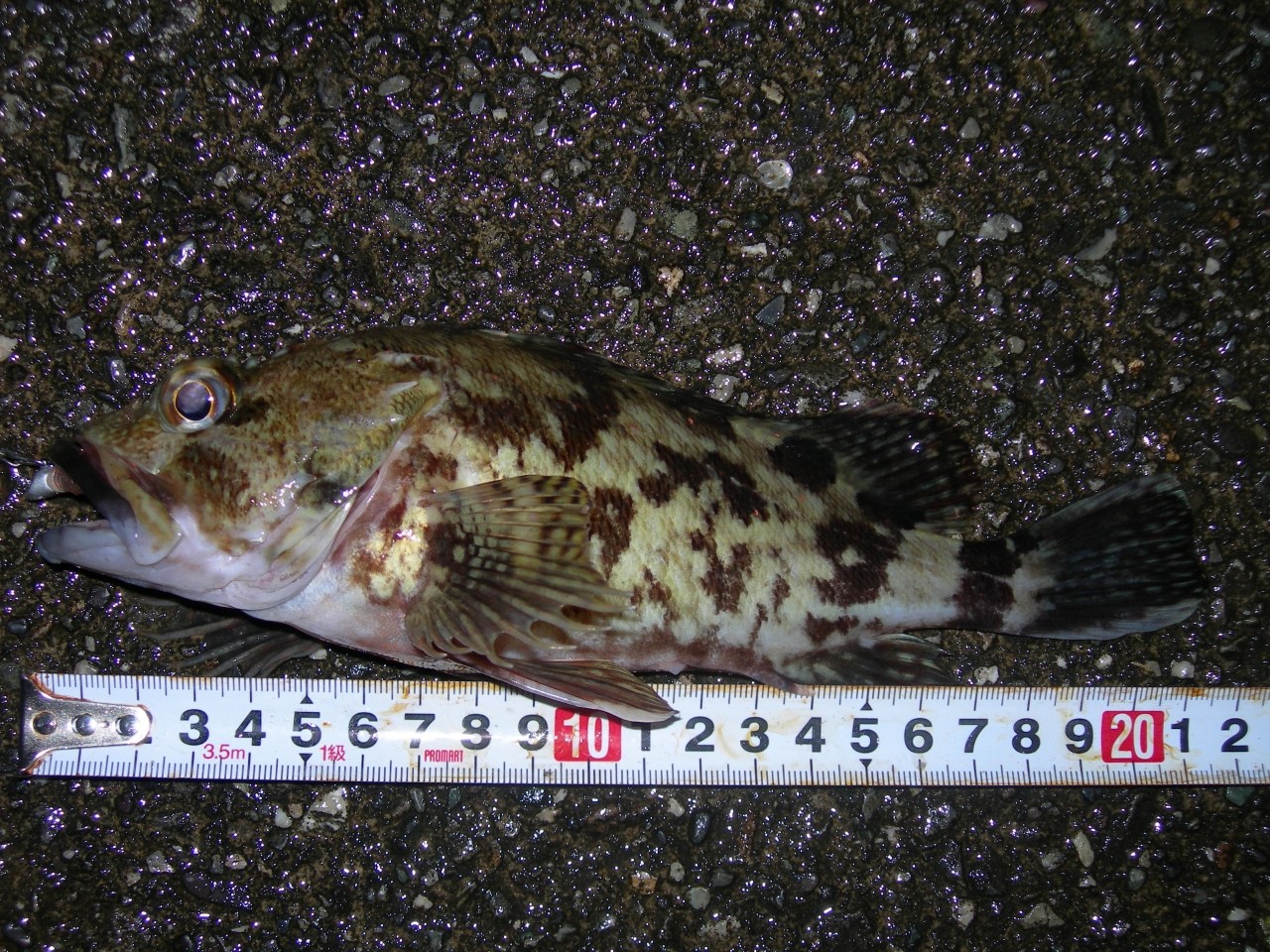 釣行記 15年04月07日 良型ガシラ カサゴ が大漁 高知の宇佐でハズレのない楽しいロックフィッシュ釣り 海辺の狩人 釣行記 15年04月07日 良型ガシラ カサゴ が大漁 高知の宇佐でハズレのない楽しいロックフィッシュ釣り 海辺の狩人