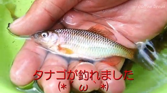 0円エサ 自然の中で餌を採集してみましょう 対象魚はタナゴ オイカワ ヤマメなど幅広い淡水の釣り 海辺の狩人