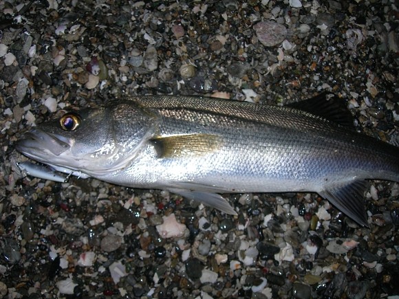 シーバス サーフ 釣り 高知