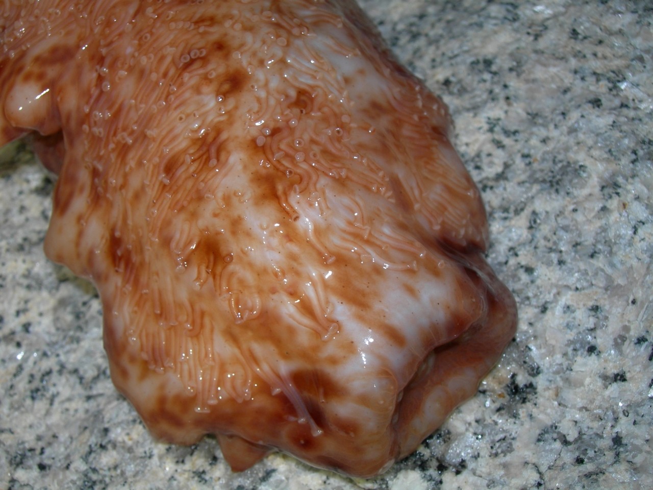 釣行記 短時間の釣行で掛かったのはシーバスとあの生物 ブリーデン ミニマル 海辺の狩人
