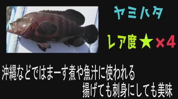海釣り カヤックに乗って海へ繰り出すハイサイ探偵団 狙うは通称沖縄メバルのヤミハタ あわよくばタマンも 海辺の狩人