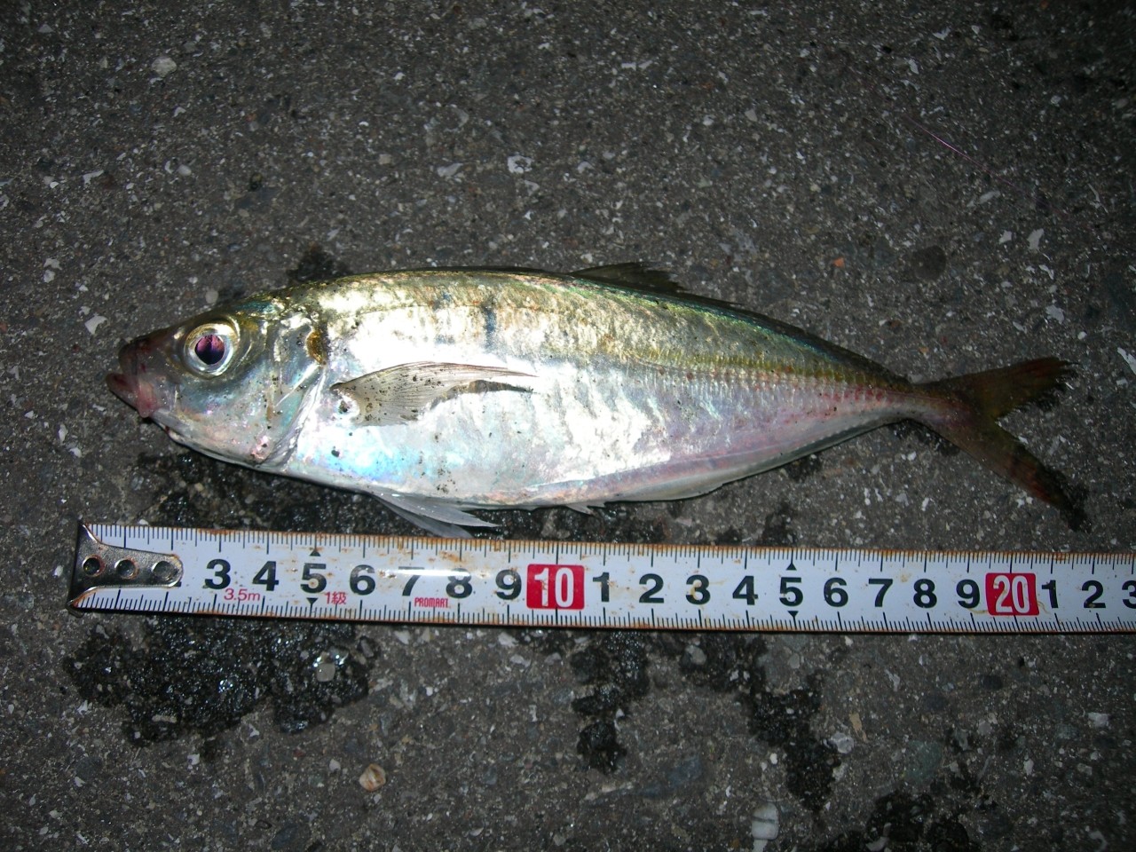 釣行記 高知は宇佐の福島港にも接岸か 久しぶりのアジ釣果 ガシラ ムツ ゲンナイ ヨコスジイシモチ 海辺の狩人