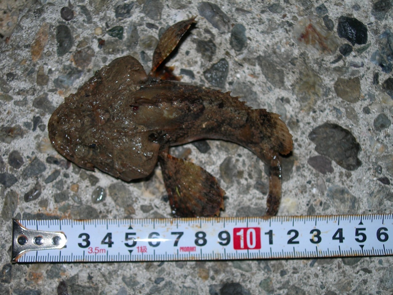 釣行記 15年04月28日 トカゲゴチ ヨコスジイシモチ 釣れた魚はオニオコゼ ダルマオコゼ Yamashita エギ王k ブログモニター 海辺の狩人