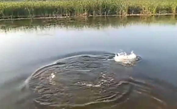 カムルチー ルアーの背後から忍び寄る長い影 バフッ と水面を割って喰らいつくライギョのバイトシーン 海辺の狩人