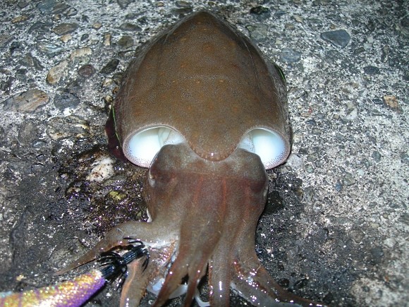 釣行記 アオリイカ不在でもボトムで待っててくれるカミナリイカ そして魚の気配もそろそろ復活か 海辺の狩人