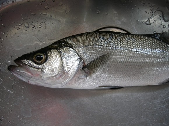 ヒラスズキ 料理 捌く 釣り 磯