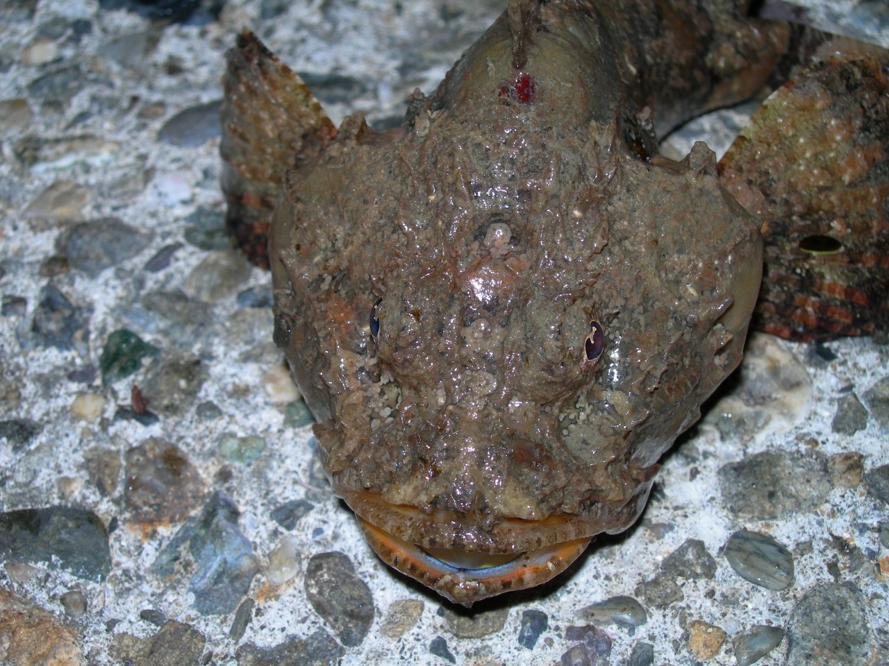 釣行記 15年04月28日 トカゲゴチ ヨコスジイシモチ 釣れた魚はオニオコゼ ダルマオコゼ Yamashita エギ王k ブログモニター 海辺の狩人