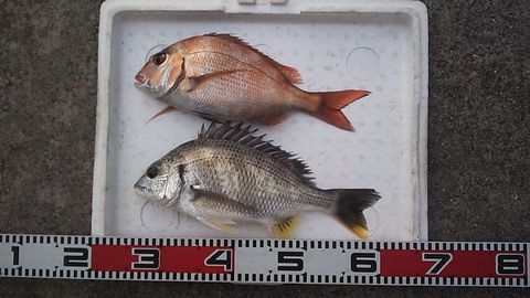 2015050204