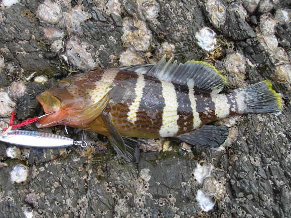 アオハタ 根魚 高知