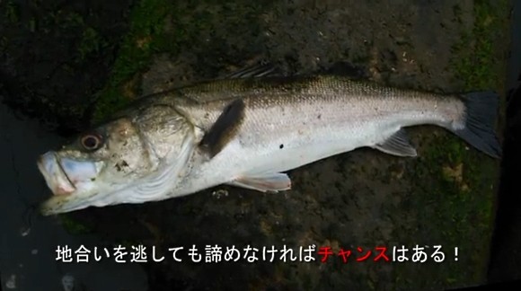 シーバス 70cm 大分 デイ