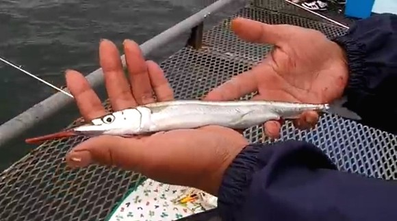 サヨリ 健啖隊 釣り公園