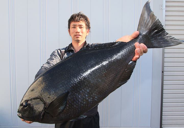 釣果情報 高知県 鵜来島で70cm 5 2kgの尾長グレが釣れたそうです 海辺の狩人