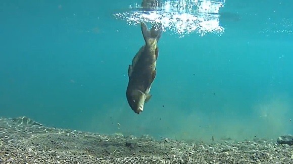 コイ 釣り 水中映像 Kakapon Supopon